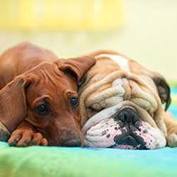 Causes And Resolution- Dogs Refuse To Eat